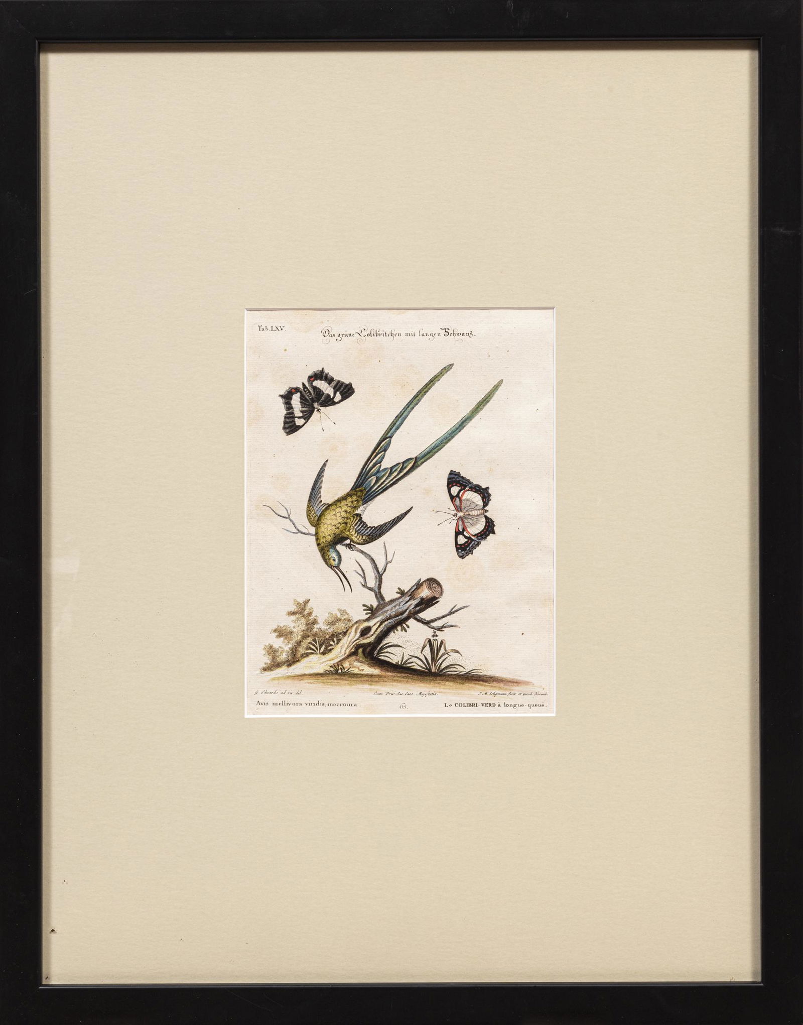 After George Edwards (British, 1694-1773) (1 of 3)