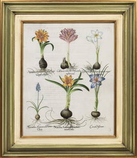 After Basilius Besler (German, 1561-1629): After Basilius Besler (German, 1561-1629) , "Narcissus, Crocus, Hyacinth", decorative reproduction giclee on board, "Soicher-Marin Gallery" label on backing board, sheet 27 1/4 in. x 22 1/4 in., frame