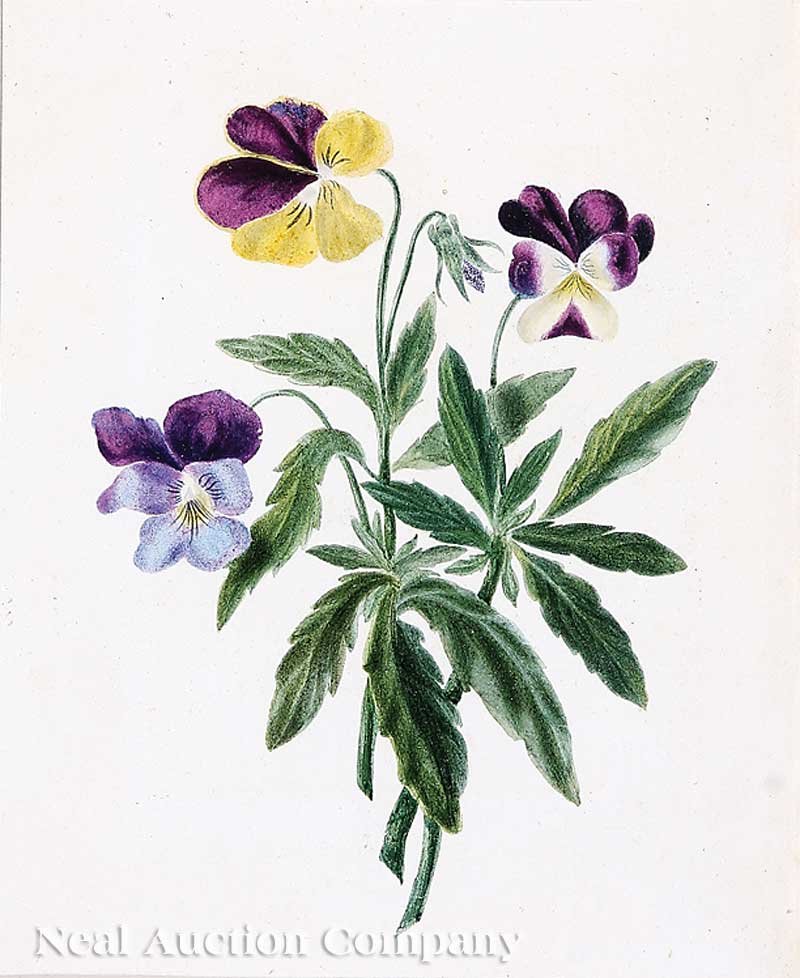 Continental School, late 18th/early 19th c: Continental School, late 18th/early 19th c., two botanical watercolors; together with a hand-colored engraving of a parrot by Nodder, 1790, the largest sight 10 1/2 in. x 7 1/2 in., each matted and fr