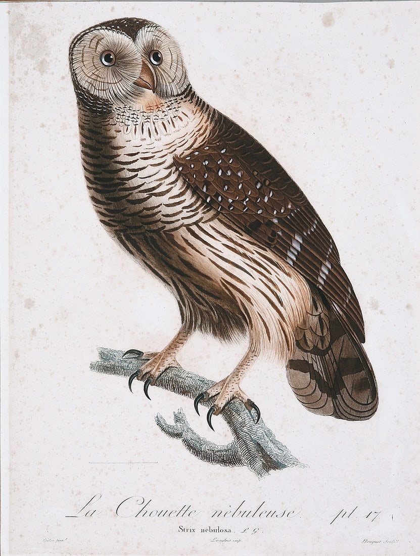 Saverio Manetti (Italian, 1723-1784) (1 of 12)