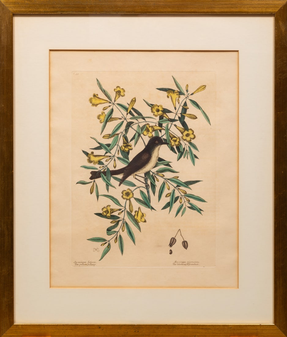 Mark Catesby (British, 1683-1741): Mark Catesby (British, 1683-1741), "Blackcap Flycatcher", 1730-1771, hand-colored engraving, from The Natural History of Carolina, Florida and the Bahama Islands, sight 16 3/4 in. x 13 1/4 in., framed