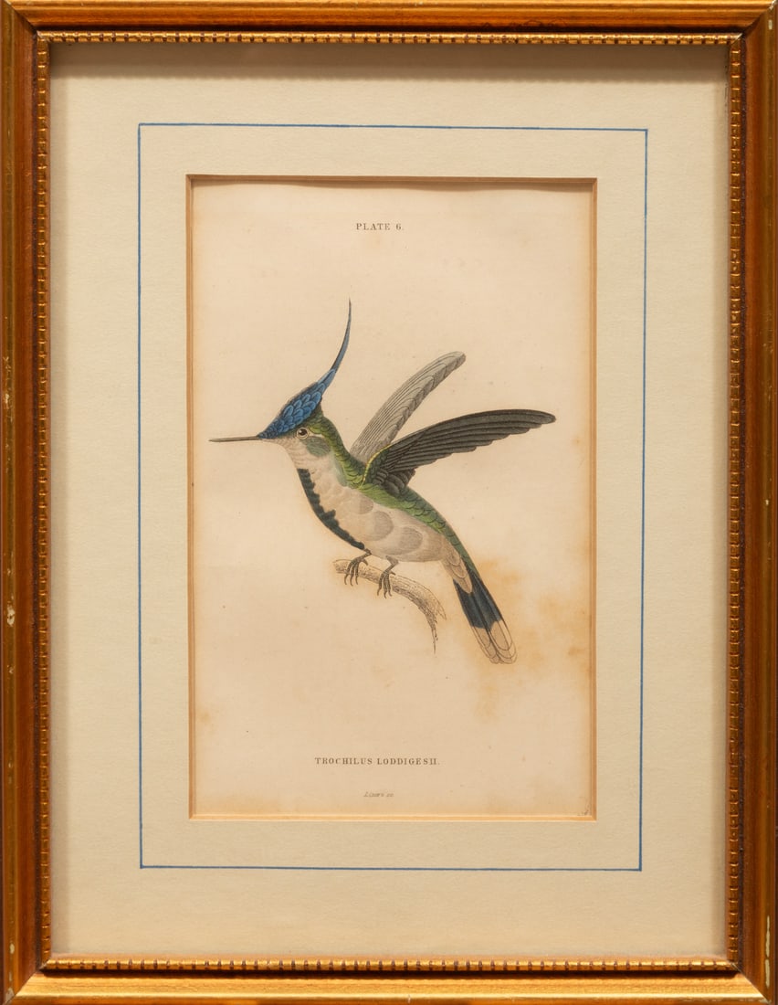 John James Audubon (American, 1785-1851) (1 of 12)