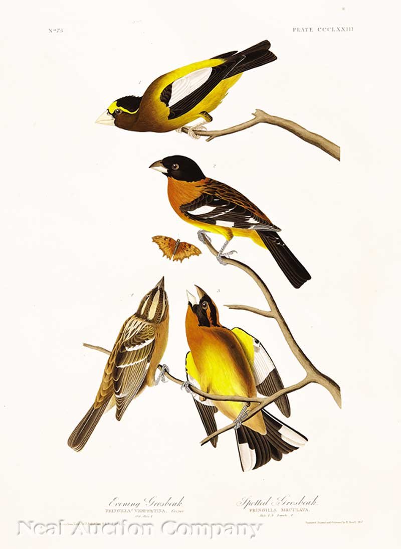 John James Audubon (American, 1785-1851): John James Audubon (American, 1785-1851), "Evening Grosbeak", Plate 373, hand-colored aquatint engraving, from Birds of America, Havell edition, watermarked "J.Whatman/ 1837", sheet 39 1/4 in. x 26 1/
