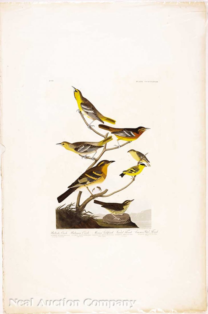 John James Audubon (American, 1785-1851): John James Audubon (American, 1785-1851), "Bullock's Oriole, Mexican Goldfinch, Varied Thrush, Common Water Thrush", Plate 433, hand-colored aquatint engraving, from Birds of America, watermarked "J.W