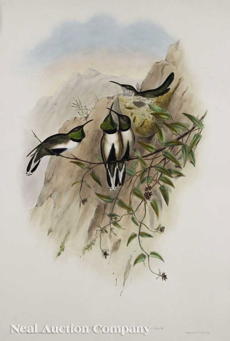 John Gould (English, 1804-1881): John Gould (English, 1804-1881), "Oreotrochilus Leucopleurus", "Sporadinuuus Riccordi", "Bourcieria Conradi", and "Spathura Peruana", four hand-colored lithographs from A Monograph of the Trochilidae,