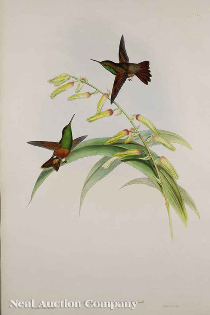John Gould (English, 1804-1881): John Gould (English, 1804-1881), "Chlorostibon Osberti", "Eucephala Chloroceophala", "Phaeoptila Sordida", and "Amazilia Castaneiventris", four hand-colored lithographs from A Monograph of the Trochil