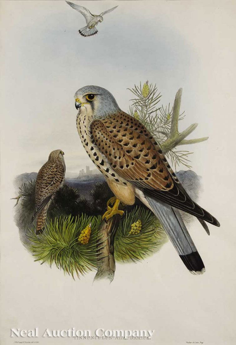 John Gould (English, 1804-1881): John Gould (English, 1804-1881), "Tinnunculus Alaudarius" & "Buteo Vulgaris", two hand-colored lithographs from Birds of Great Britain and Birds of Europe, 1849-61, 20 in. x 14 in., matted, (2 pcs.)