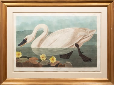 John James Audubon, American 1785-1851, Common American Swan, engraving with aquatint, sheet 25 3/4