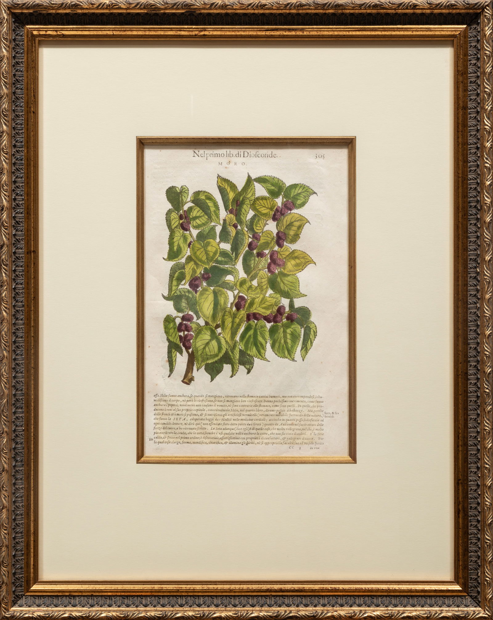 Pietro Andrea Mattioli, Italian, 1501-1577, "Noce Metella" and "Moro", 2 hand-colored xylopraphs on (1 of 6)