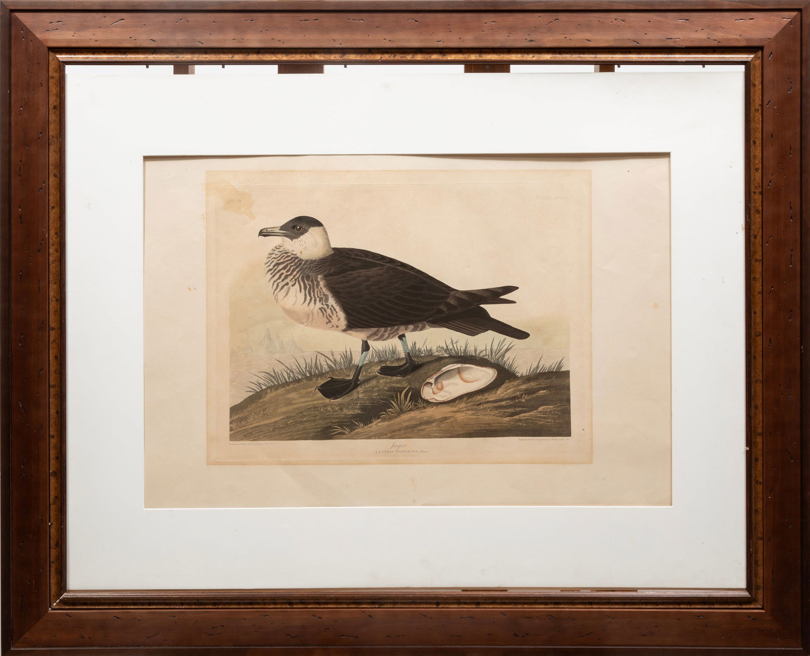 John James Audubon, American, 1785-1851, "Jager", hand-colored engraving with aquatint, Plate 253, (1 of 4)