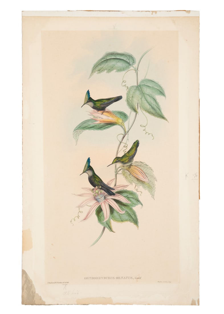 John Gould, British, 1804-1881, "Orthorhynchus Ornatus", hand-colored lithograph enhanced with gum (1 of 1)