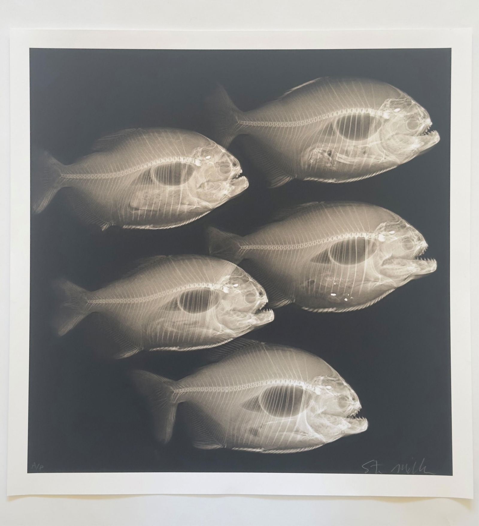 Steve Miller, American/New York, b. 1951, "River Raptors", carbon inkjet print on cotton rag, 2011,: † Steve Miller American/New York, b. 1951 "River Raptors" carbon inkjet print on cotton rag 2011, signed lower right, inscribed ?A/P? lower left, edition of 12 plus artist proofs, unframed; toge