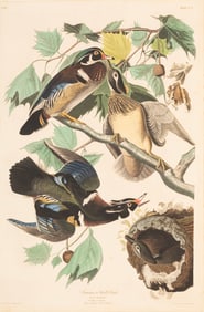 John James Audubon, American, 1785-1851, "Summer or Wood Duck", hand-colored aquatint with