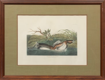 John James Audubon, American, 1785-1851, "American Pied-Bill Dobchick", hand-colored aquatint with