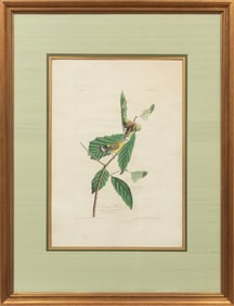 John James Audubon, American, 1785-1851"Swainson's Warbler", hand-colored aquatint with engraving,