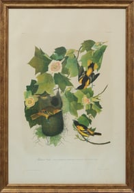 John James Audubon, American, 1785-1851, "Baltimore Oriole", chromolithograph, Plate 217 from The