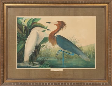 John James Audubon, American, 1785-1851, "Reddish Egret", chromolithograph on paper mounted to