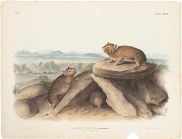 John James Audubon, American, 1785-1851, "Little Chief Hare", "Hudson's Bay Lemming" and "Tawny
