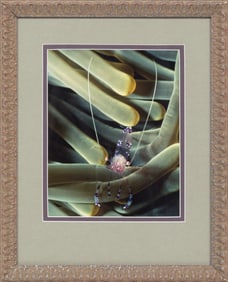 Christy Gavitt, American 20th c., "Shrimp Waiting for Customers in Anemone", c-print, 10 x 8 in.