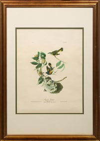 John James Audubon, American, 1785-1851, "American Redstart", lithograph, 1971, Plate 40, from The