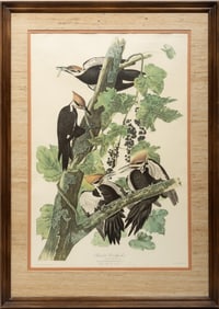 John James Audubon, American, 1785-1851, "Pileated Woodpecker", lithograph, 1971, Plate 111, from