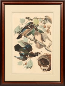 John James Audubon (American, 1785-1851), "Summer or Wood Duck", Plate 206, hand-colored aquatint