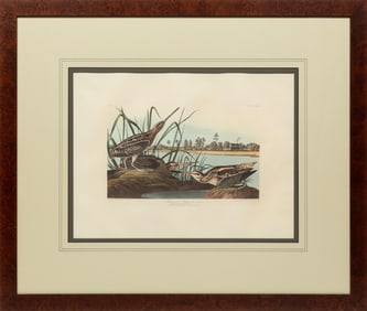 John James Audubon (American, 1785-1851), "American Snipe", Plate 114, hand-colored aquatint with