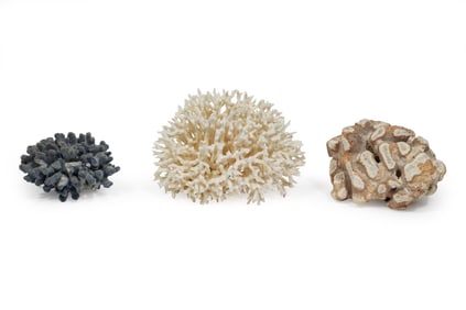 Three Coral Specimens