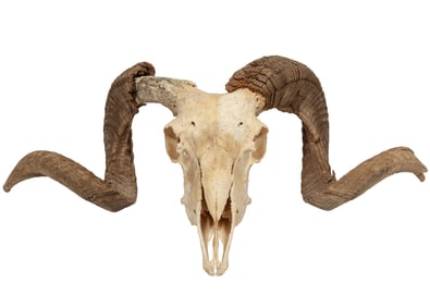 Ram Skull and Horns