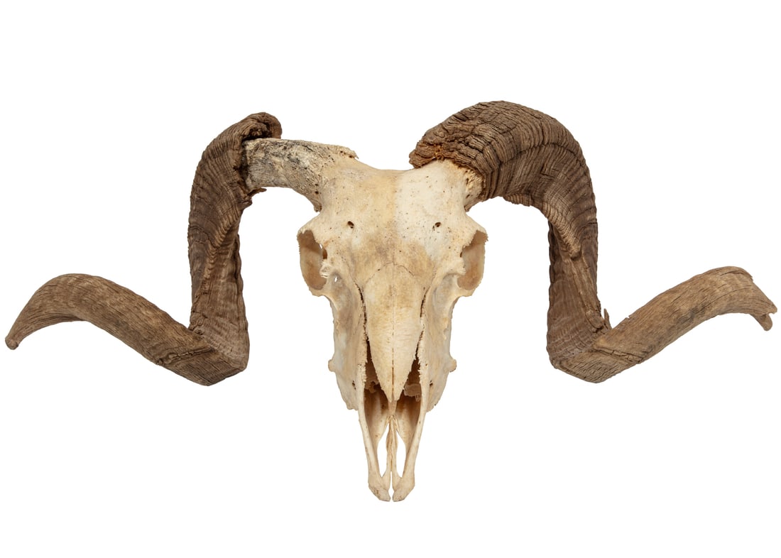 Ram Skull and Horns (1 of 5)