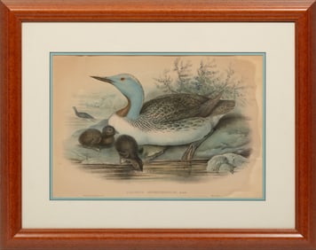 John Gould, British, 1804-1881, ?Columbus Septentrionalis?, hand-colored lithograph on paper laid on