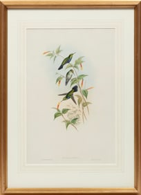 John Gould, British, 1804-1881, "Juliamya Typica", hand-colored lithograph