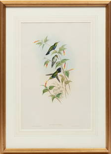 John Gould, British, 1804-1881, "Juliamya Typica", hand-colored lithograph: John Gould British, 1804-1881 "Juliamya Typica" hand-colored lithographPlate 337, from A Monograph of the Trochilidae or Family of Humming-Birds, "John Sharp's Antiquarian Gallery, Nashville, TN" labe