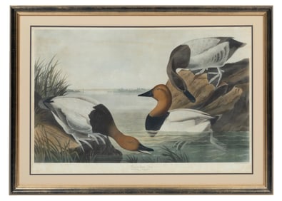 After John James Audubon, American, 1785-1851, "Canvas Backed Duck", Plate 301, later reproduction