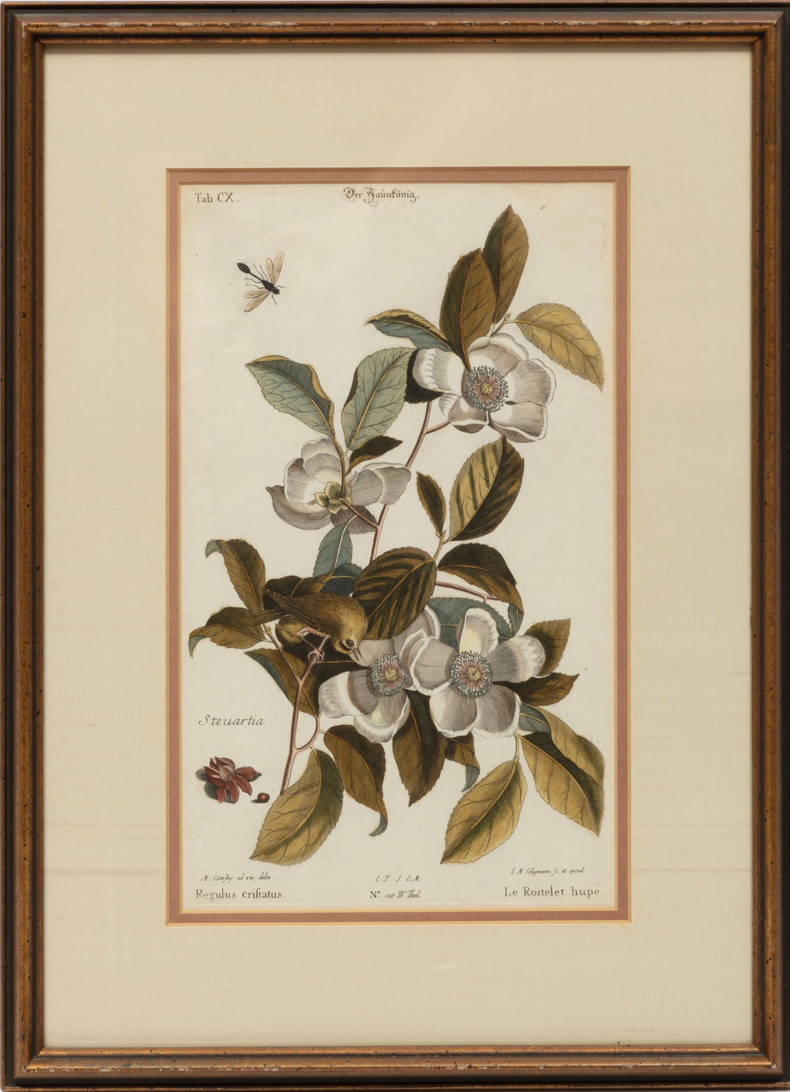 After Mark Catesby, British, 1641-1783, "Golden Crowned Kinglet with Silky Camellia", hand-colored: After Mark Catesby British, 1641-1783 "Golden Crowned Kinglet with Silky Camellia" hand-colored engraving original plate with enhanced engraving and color by Johann Michael Seligmann (German, 1730-176