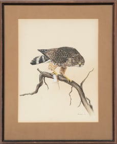 David Noll, American/Louisiana b. 1951, "Broad Winged Hawk", watercolor on board