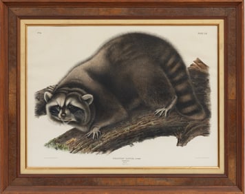 John James AudubonAmerican, 1785-1851, "Raccoon", hand-colored lithograph, Plate 61, from The