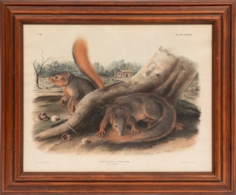 John James Audubon, American, 1785-1851, "Say's Squirrel", hand-colored lithograph, Plate 89, from