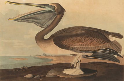 John James Audubon, American, 1785-1851, "Brown Pelican", hand-colored aquatint with engraving Plate
