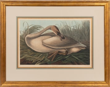 John James Audubon, American, 1785-1851, "Trumpeter Swan, Young", hand-colored aquatint with