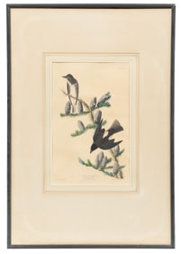 John James Audubon, American, 1785-1851, ?Olive-sided Flycatcher?, hand-colored aquatint with