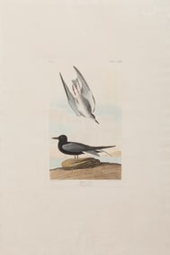 John James Audubon, American, 1785-1851, "Black Tern", hand-colored aquatint with engraving, Plate