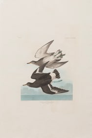 John James Audubon, American, 1785-1851, "Townsend's Sandpiper", hand-colored aquatint with