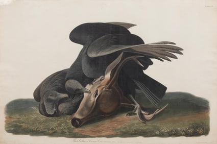 John James Audubon, American, 1785-1851, "Black Vulture", hand-colored aquatint with engraving,