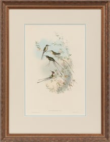 John Gould, British, 1804-1881, "Thaumastura Cora", "Bubulcus Russatus" and "Nycticorax Griseus", 3