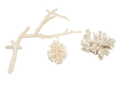 Three Coral Specimens