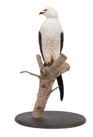 Don Gomez, American/Louisiana, b. 1951, "Swallow-Tailed Kite", paint and mixed media on carved wood,
