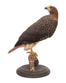 Don Gomez, American/Louisiana, b. 1951, "Red-Tailed Hawk", paint and mixed media on carved wood,