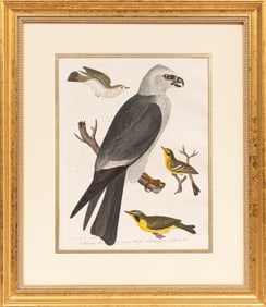 Alexander Wilson, Scottish/Pennsylvania, 1766-1813, "Mississippi Kite, Tennessee Warbler, Kentucky