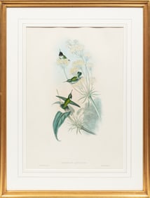 John Gould, British 1804-1881, "Tochilus Alexandri" and "Heliop?dica Xantusi", 2 hand-colored